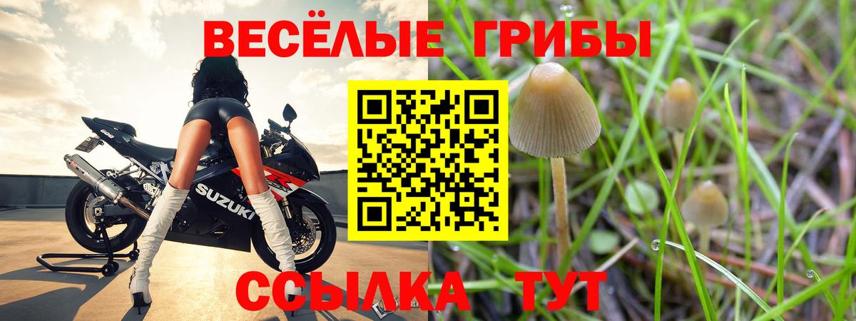 Каменка  Галлюциногенные грибы ЛСД  Вход с VPN  Псилоцибиновые грибы MAGIC MUSHROOMS 